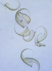 Stereodon callichrous