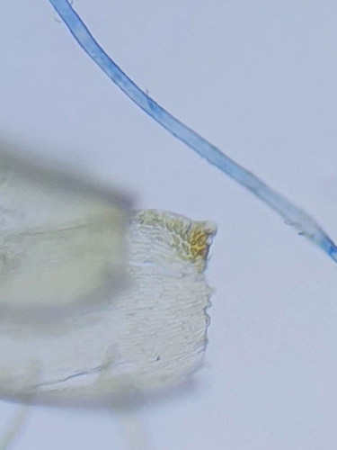 Image of Stereodon callichrous by no rights reserved