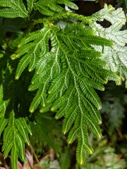 Selaginella plana