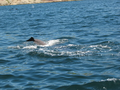 Globicephala melas