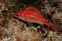 Speckled Squirrelfish photo 1