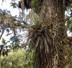 Tillandsia bartramii