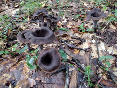 Craterellus fallax image