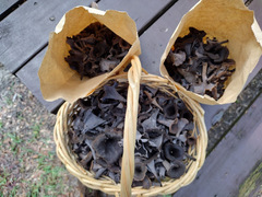 Craterellus fallax image