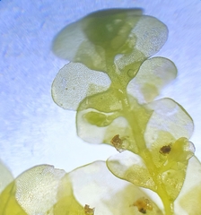 Radula lindenbergiana