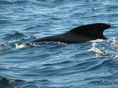 Globicephala melas