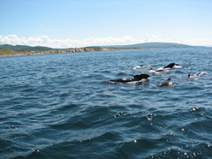 Globicephala melas