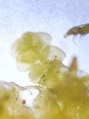 Radula lindenbergiana