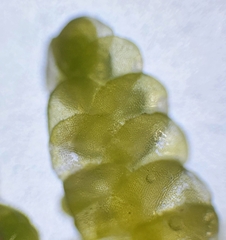 Radula lindenbergiana