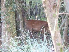 Cervus elaphus italicus