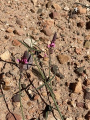 Indigofera venusta