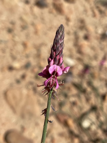 Image of Indigofera venusta by (c) Matt Berger, some rights reserved (CC BY)