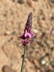 Indigofera venusta