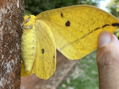 Eacles imperialis