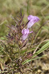Agalinis densiflora
