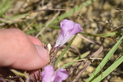 Agalinis densiflora