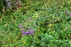 Saussurea neopulchella