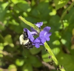 Bombus impatiens image