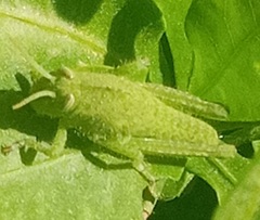 Acanthacris ruficornis