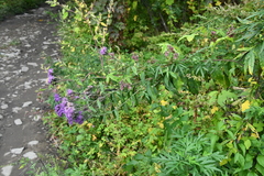 Saussurea neopulchella