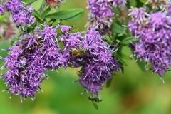 Saussurea neopulchella