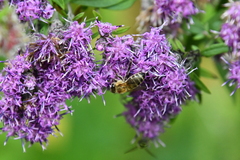 Saussurea neopulchella