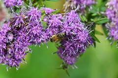 Saussurea neopulchella
