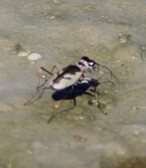 Eunota pamphila