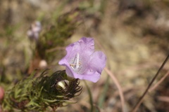 Agalinis densiflora