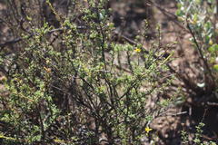 Osteospermum leptolobum
