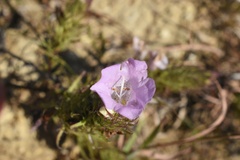 Agalinis densiflora