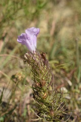 Agalinis densiflora