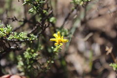 Osteospermum leptolobum