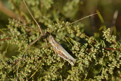 Melanoplus bowditchi