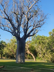 Adansonia gregorii