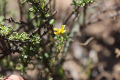 Osteospermum leptolobum