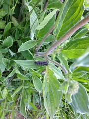 Euphydryas chalcedona