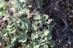 Sphaeralcea obtusiloba