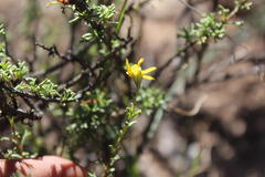 Osteospermum leptolobum