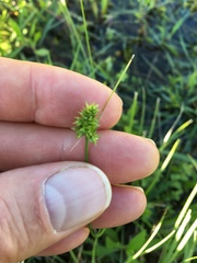 Carex leavenworthii