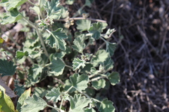 Sphaeralcea obtusiloba