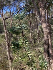 Melaleuca glauca