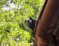 Callithrix geoffroyi