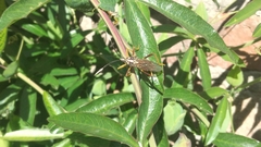 Holhymenia histrio