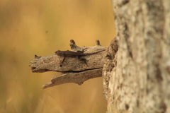 Sceloporus edbelli