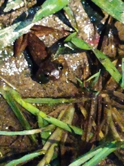 Dendropsophus bogerti
