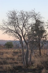 Adansonia gregorii