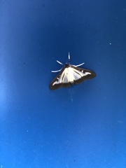 Cydalima perspectalis