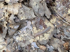 Pseudopolydesmus canadensis