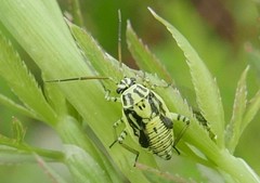Brachycoleus decolor